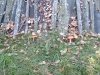 Смотреть...